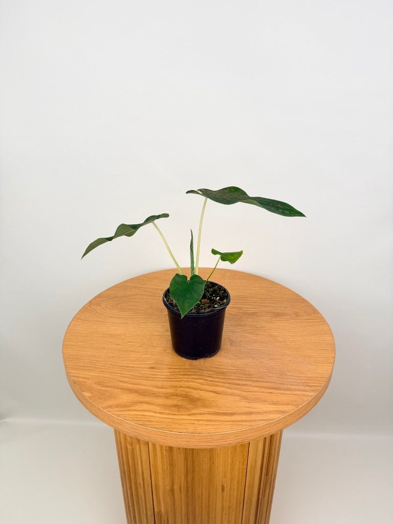 Caladium Bicolor - Thousand Stars | Uprooted