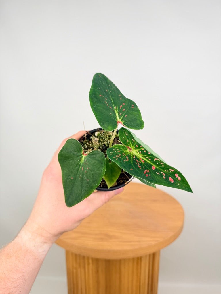 Caladium Bicolor - Thousand Stars | Uprooted