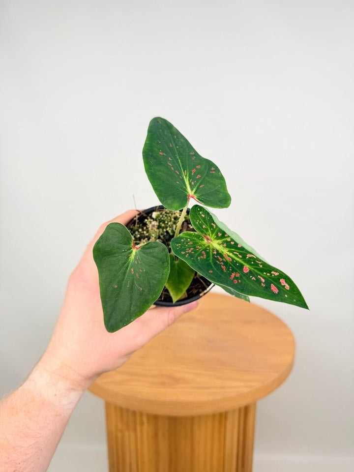 Caladium Bicolor - Thousand Stars | Uprooted