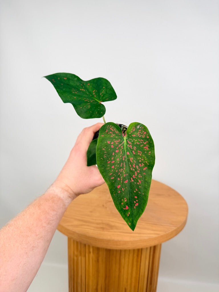 Caladium Bicolor - Thousand Stars | Uprooted