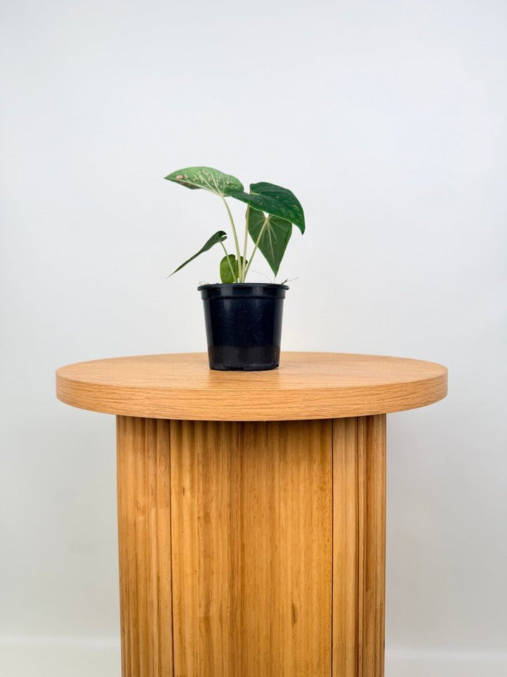 Caladium Bicolor - Thousand Stars | Uprooted