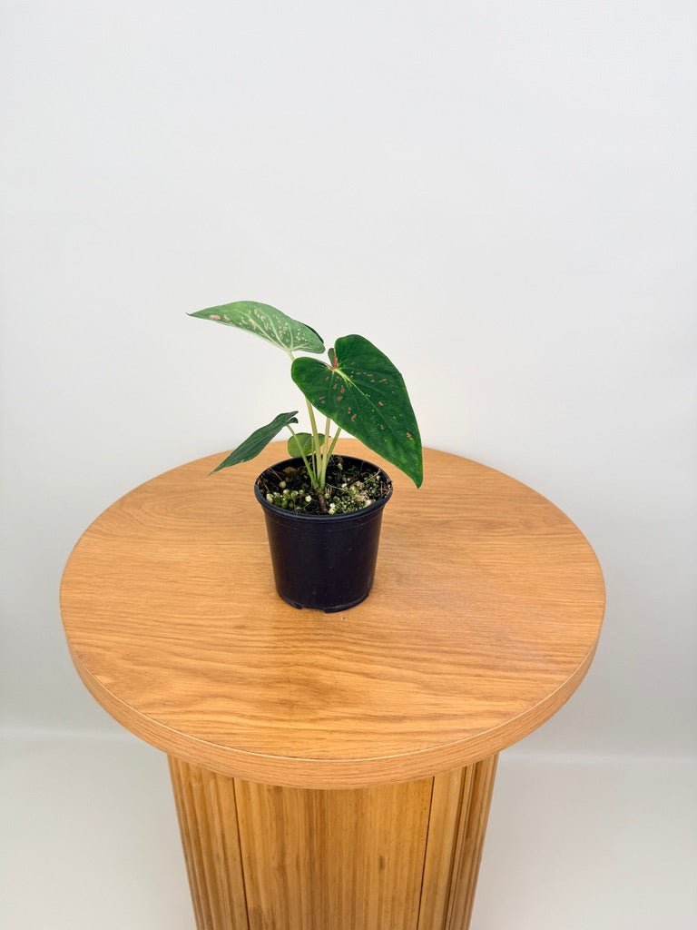 Caladium Bicolor - Thousand Stars | Uprooted