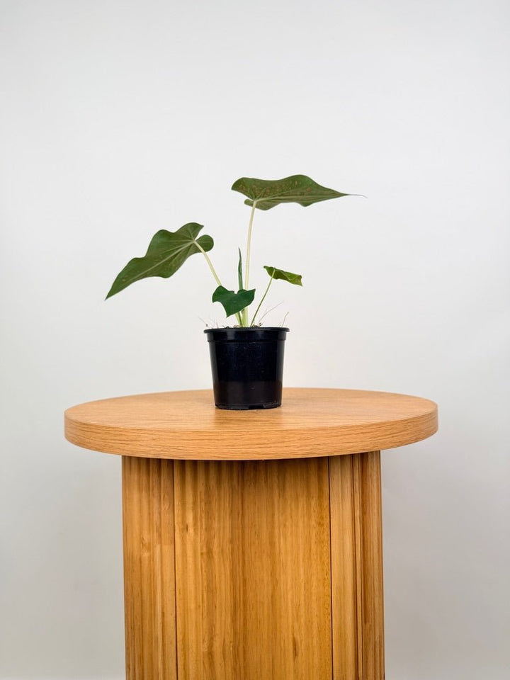 Caladium Bicolor - Thousand Stars | Uprooted