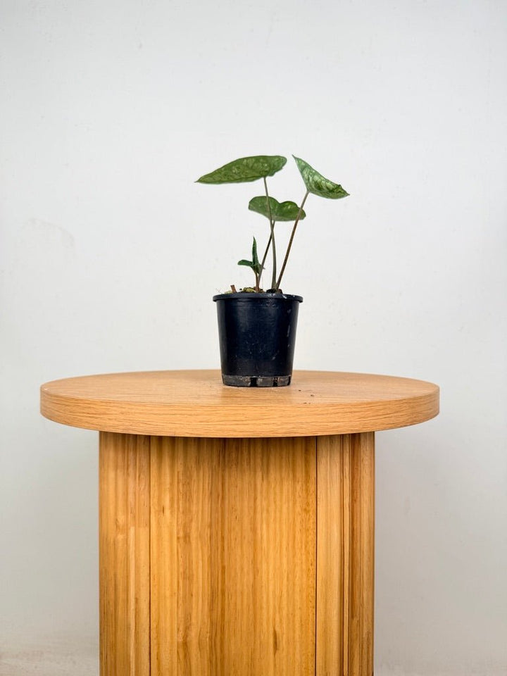 Caladium Bicolor - White Camouflage | Uprooted