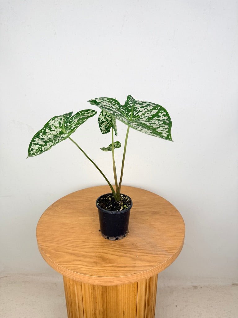 Caladium Bicolor - White Camouflage | Uprooted