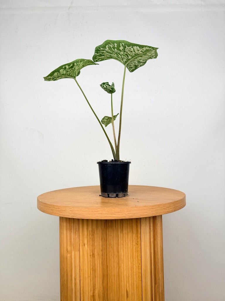 Caladium Bicolor - White Camouflage | Uprooted