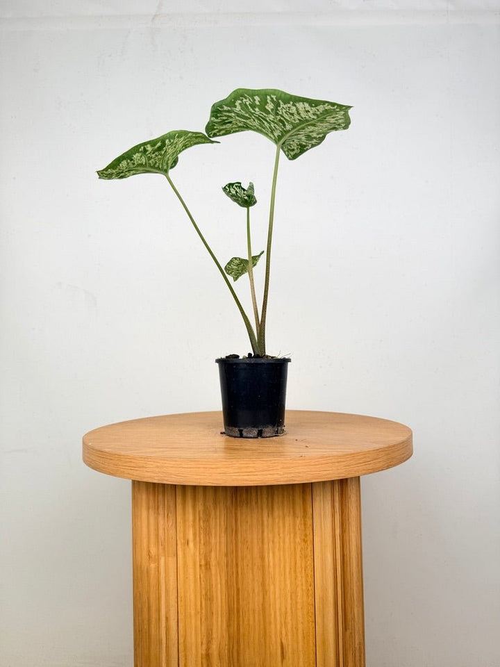 Caladium Bicolor - White Camouflage | Uprooted