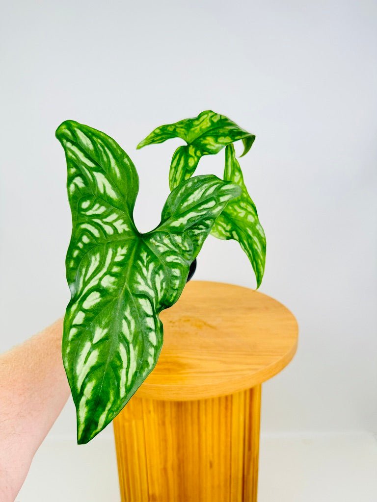 is cercestis mirabilis a philodendron Cercestis Mirabilis | Uprooted