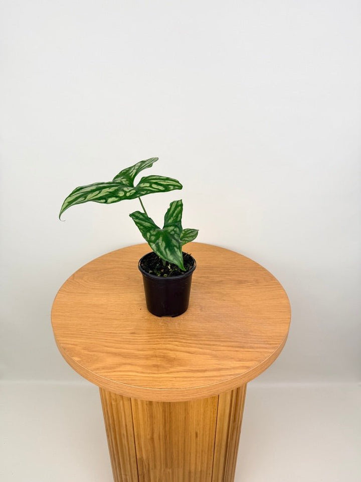 Cercestis Mirabilis | Uprooted