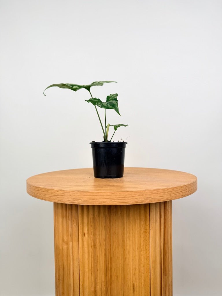 Cercestis Mirabilis | Uprooted