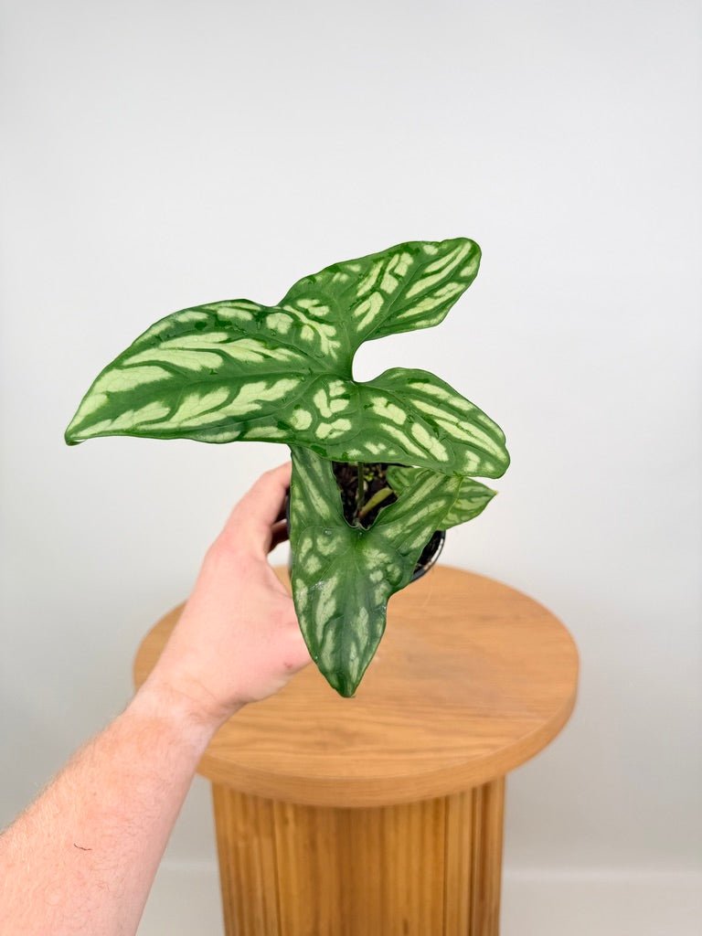 Cercestis Mirabilis | Uprooted