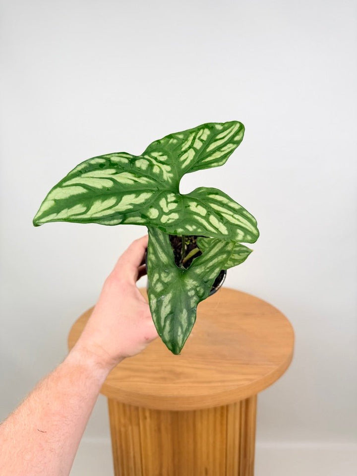 Cercestis Mirabilis | Uprooted