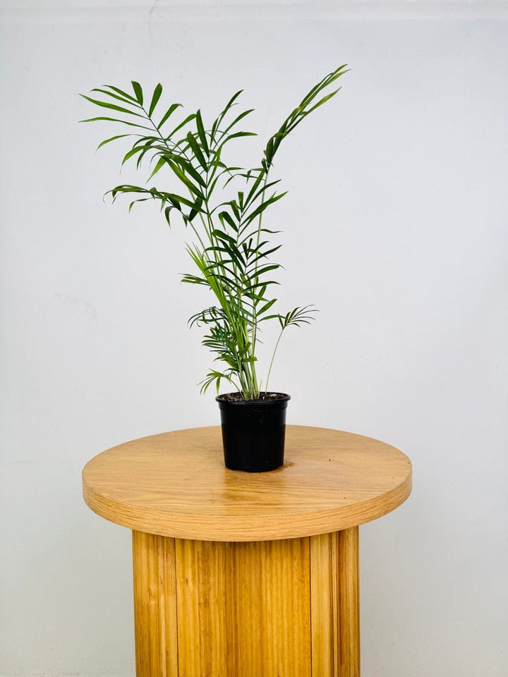 Chamaedorea Elegans - Parlour Palm | Uprooted