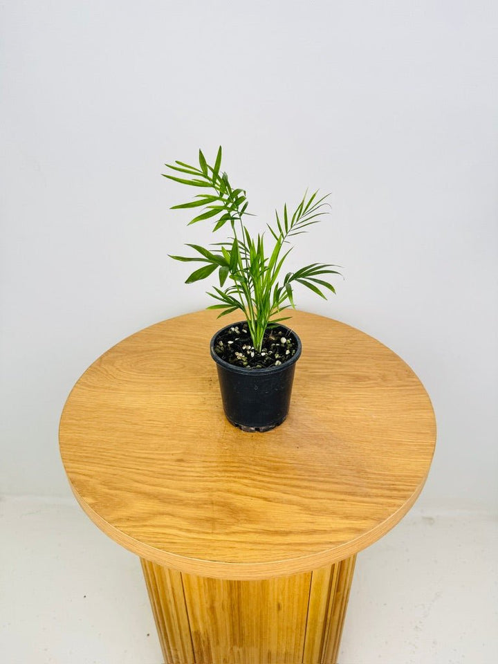 Chamaedorea Elegans - Parlour Palm | Uprooted