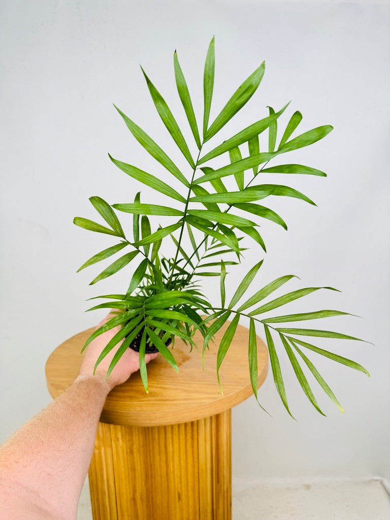 Chamaedorea Elegans - Parlour Palm | Uprooted