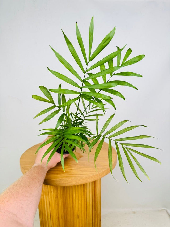 Chamaedorea Elegans - Parlour Palm | Uprooted