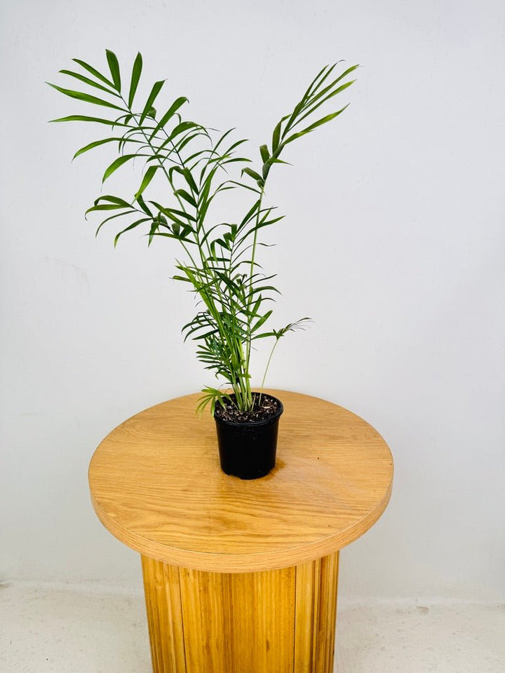 Chamaedorea Elegans - Parlour Palm | Uprooted