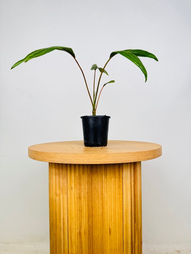 Chambeyronia Macrocarpa Var. Watermelon - Flamethrower Palm | Uprooted