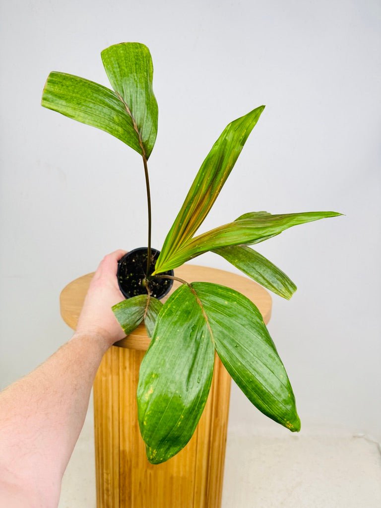 Chambeyronia Macrocarpa Var. Watermelon - Flamethrower Palm | Uprooted