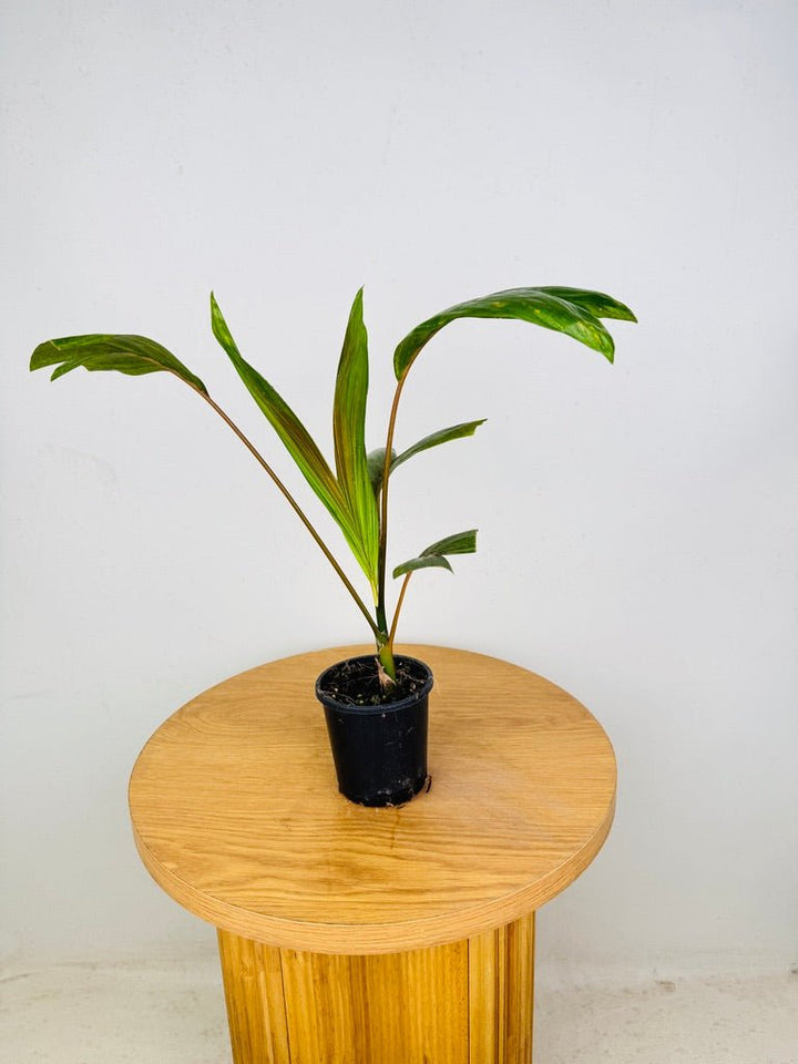 Chambeyronia Macrocarpa Var. Watermelon - Flamethrower Palm | Uprooted