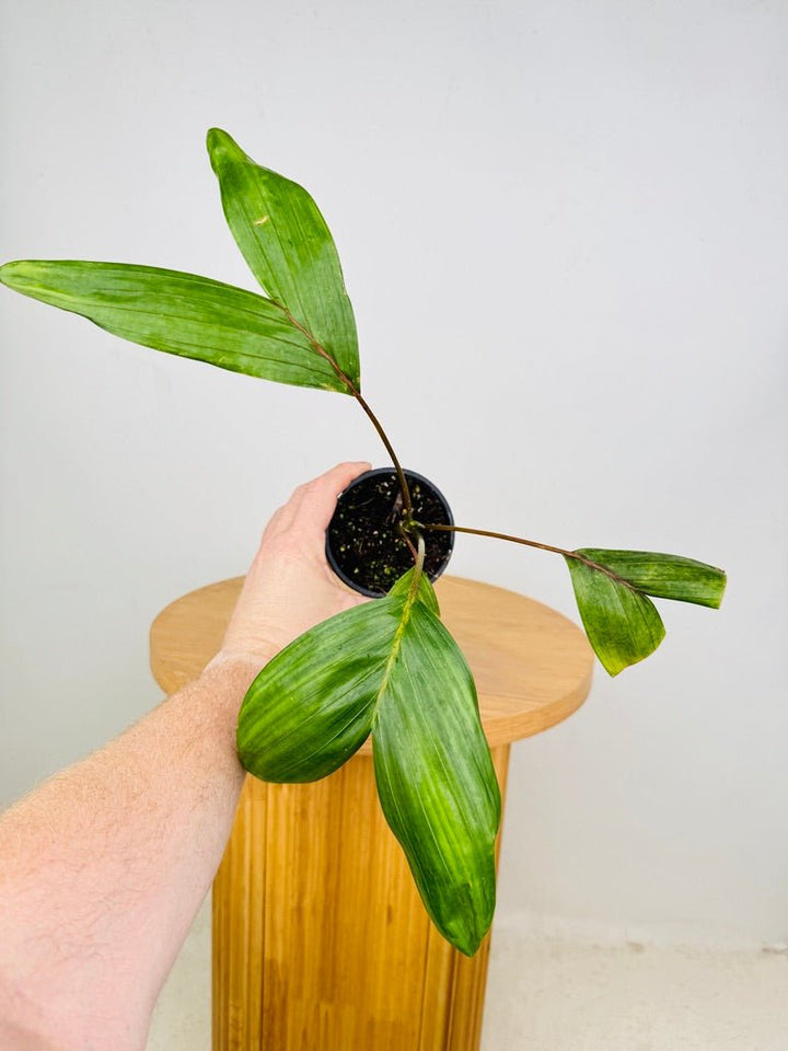 Chambeyronia Macrocarpa Var. Watermelon - Flamethrower Palm | Uprooted