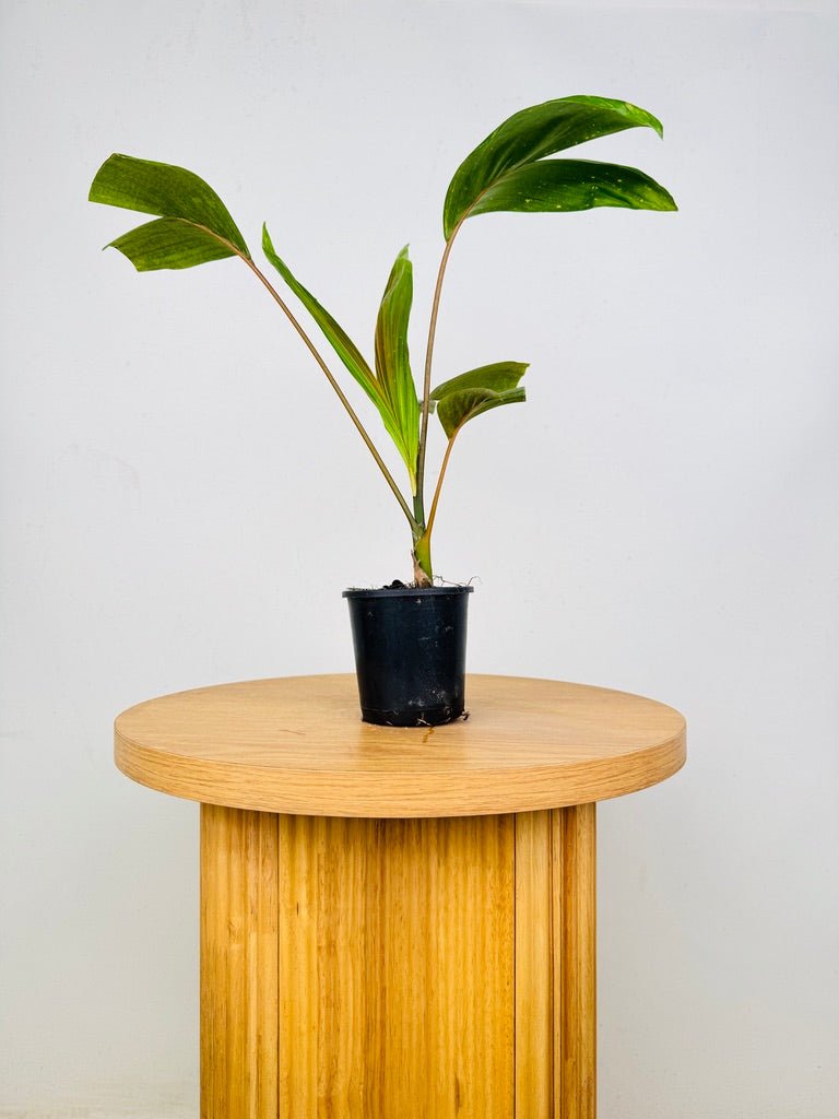 Chambeyronia Macrocarpa Var. Watermelon - Flamethrower Palm | Uprooted