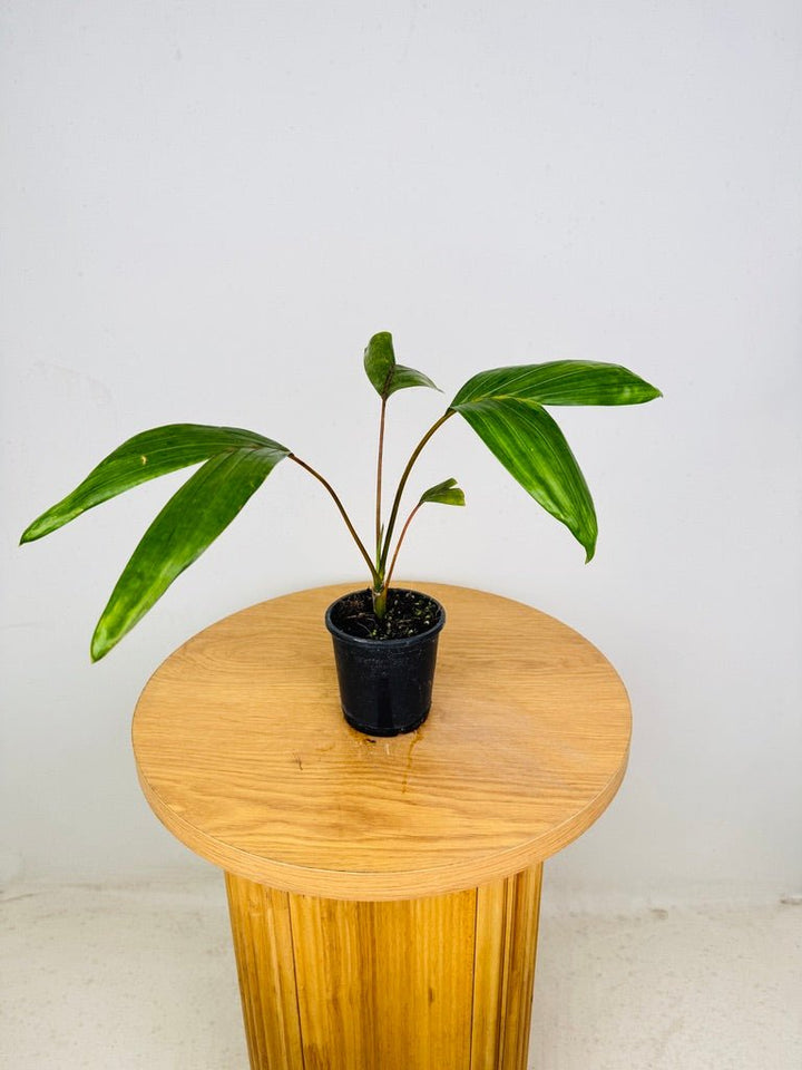 Chambeyronia Macrocarpa Var. Watermelon - Flamethrower Palm | Uprooted