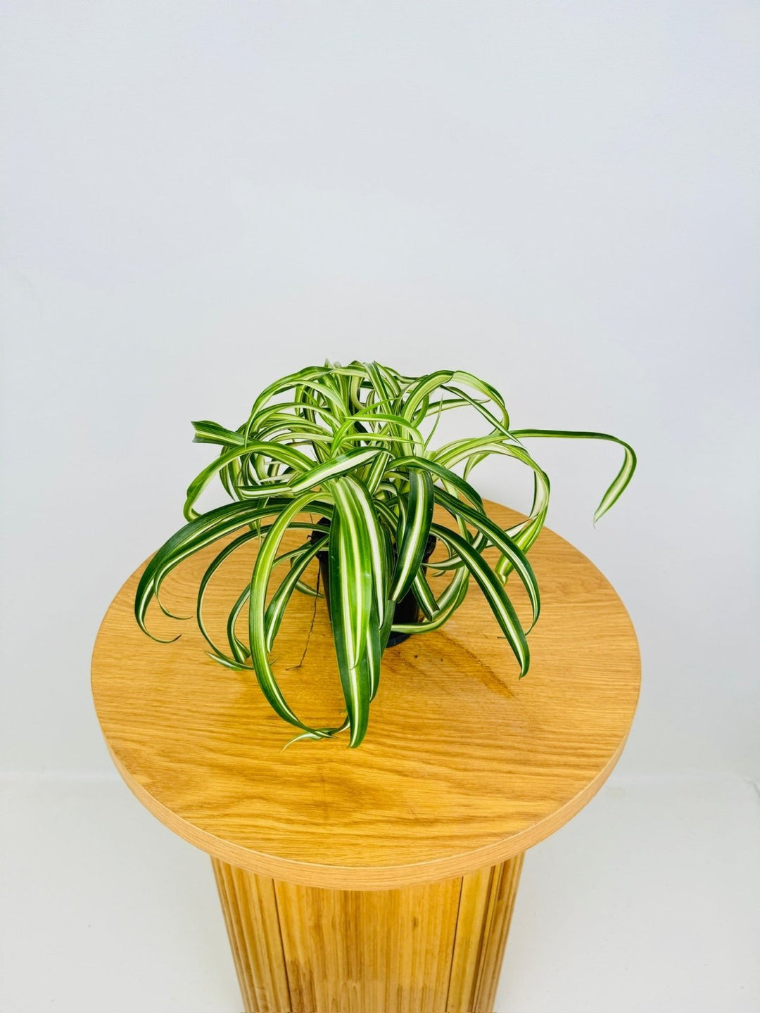 chlorophytum comosum curly Chlorophytum Comosum - Curly Spider Plant | Uprooted