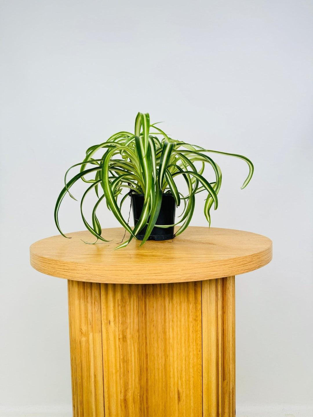 spider plant australia Chlorophytum Comosum - Curly Spider Plant | Uprooted