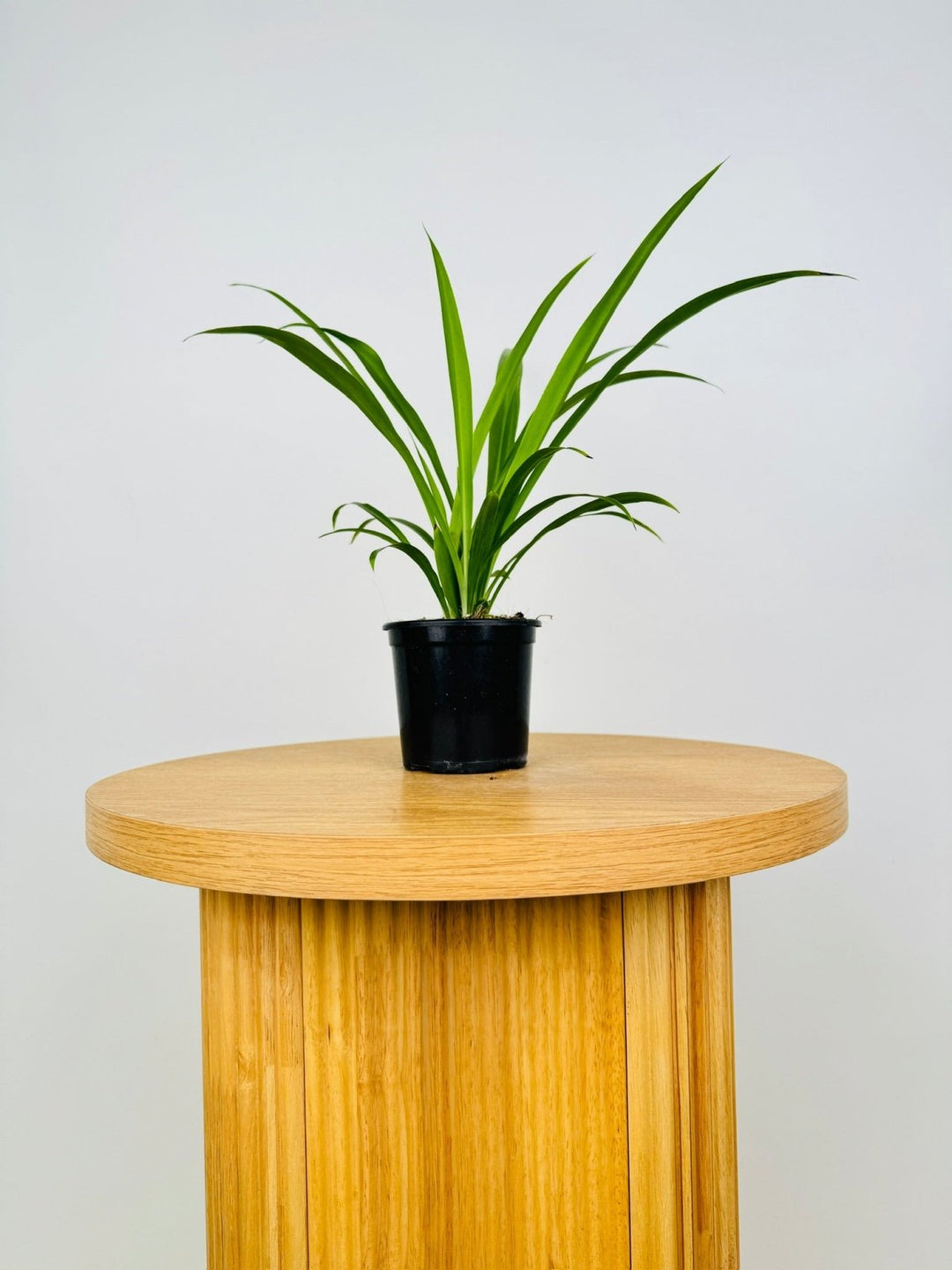 wood spider plant Chlorophytum Comosum - Spider Plant - Green | Uprooted