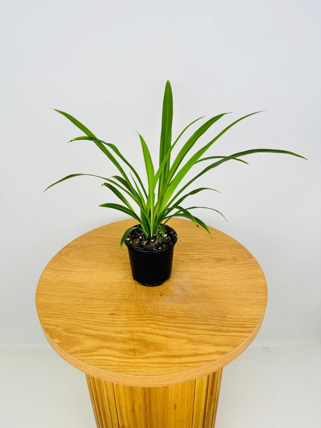 spider plant australia Chlorophytum Comosum - Spider Plant - Green | Uprooted