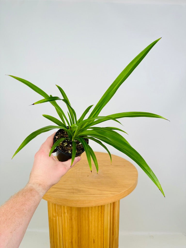 spider plant australia Chlorophytum Comosum - Spider Plant - Green | Uprooted