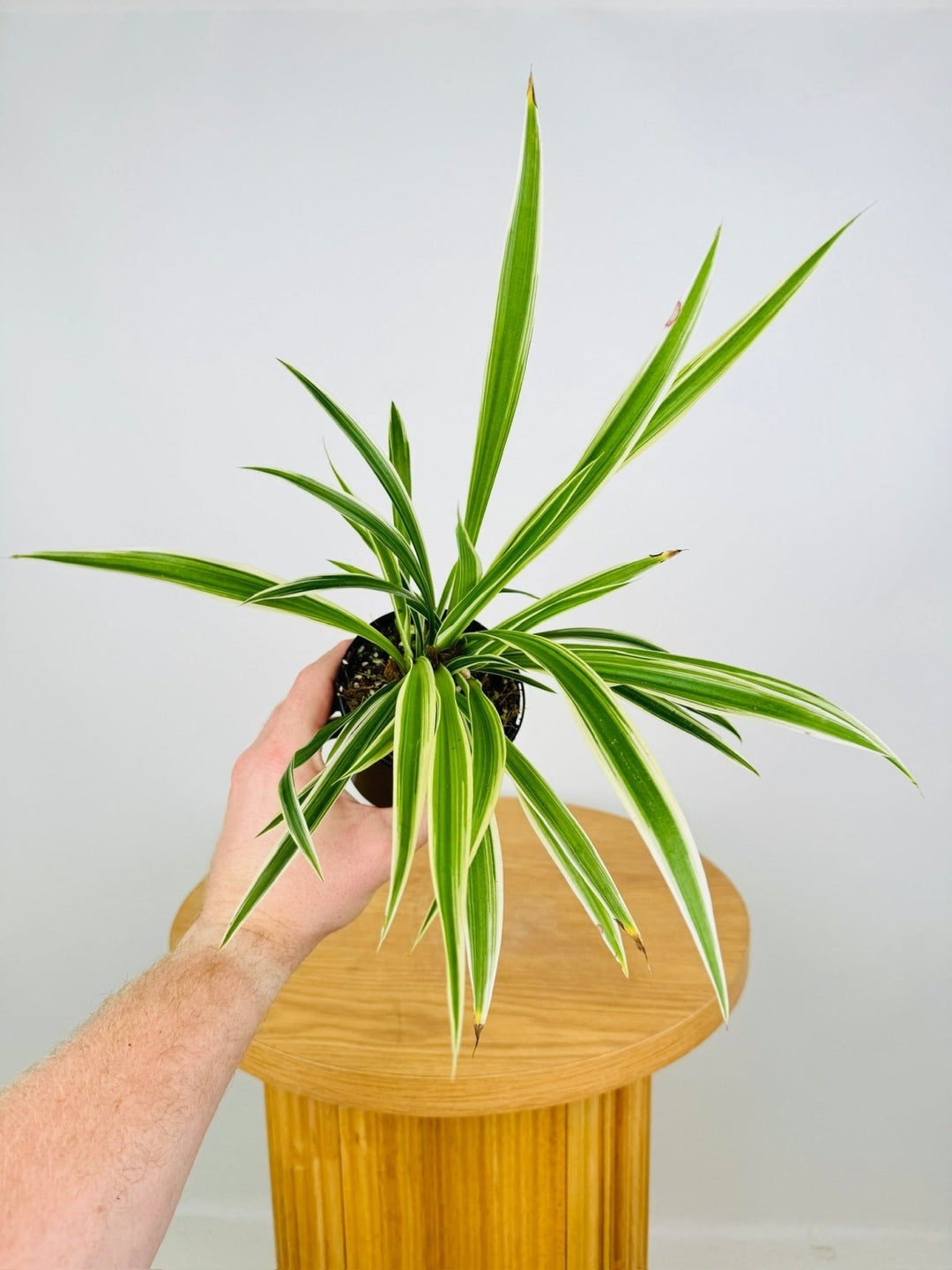 chlorophytum variegatum Chlorophytum Comosum Variegatum - Spider Plant - Outside Variegated | Uprooted
