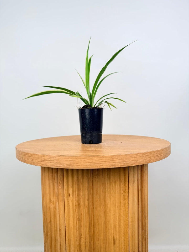 Chlorophytum Comosum Variegatum - Spider Plant - Outside Variegated | Uprooted