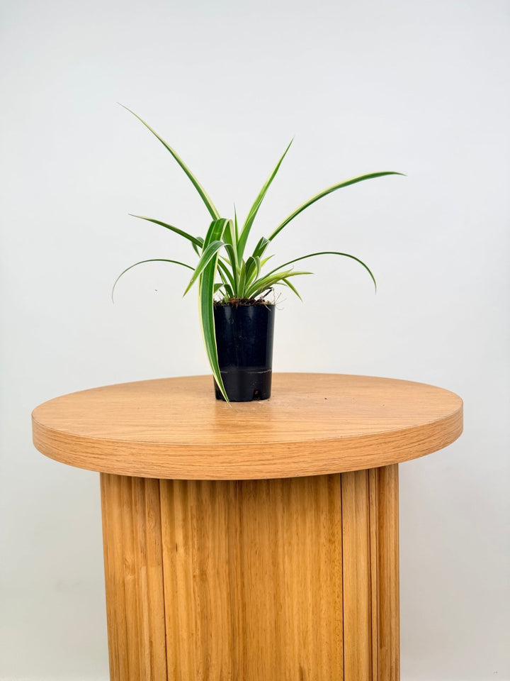 Chlorophytum Comosum Variegatum - Spider Plant - Outside Variegated | Uprooted
