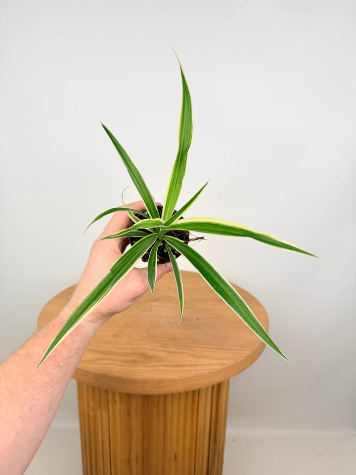 Chlorophytum Comosum Variegatum - Spider Plant - Outside Variegated | Uprooted
