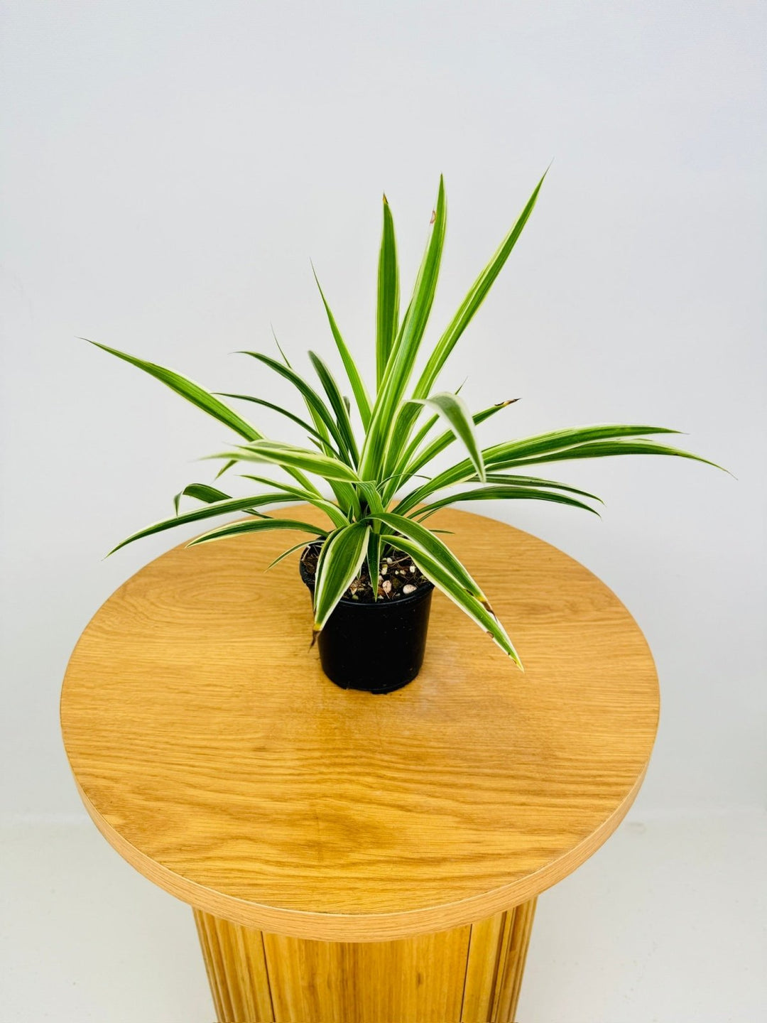 australian spider plant Chlorophytum Comosum Variegatum - Spider Plant - Outside Variegated | Uprooted