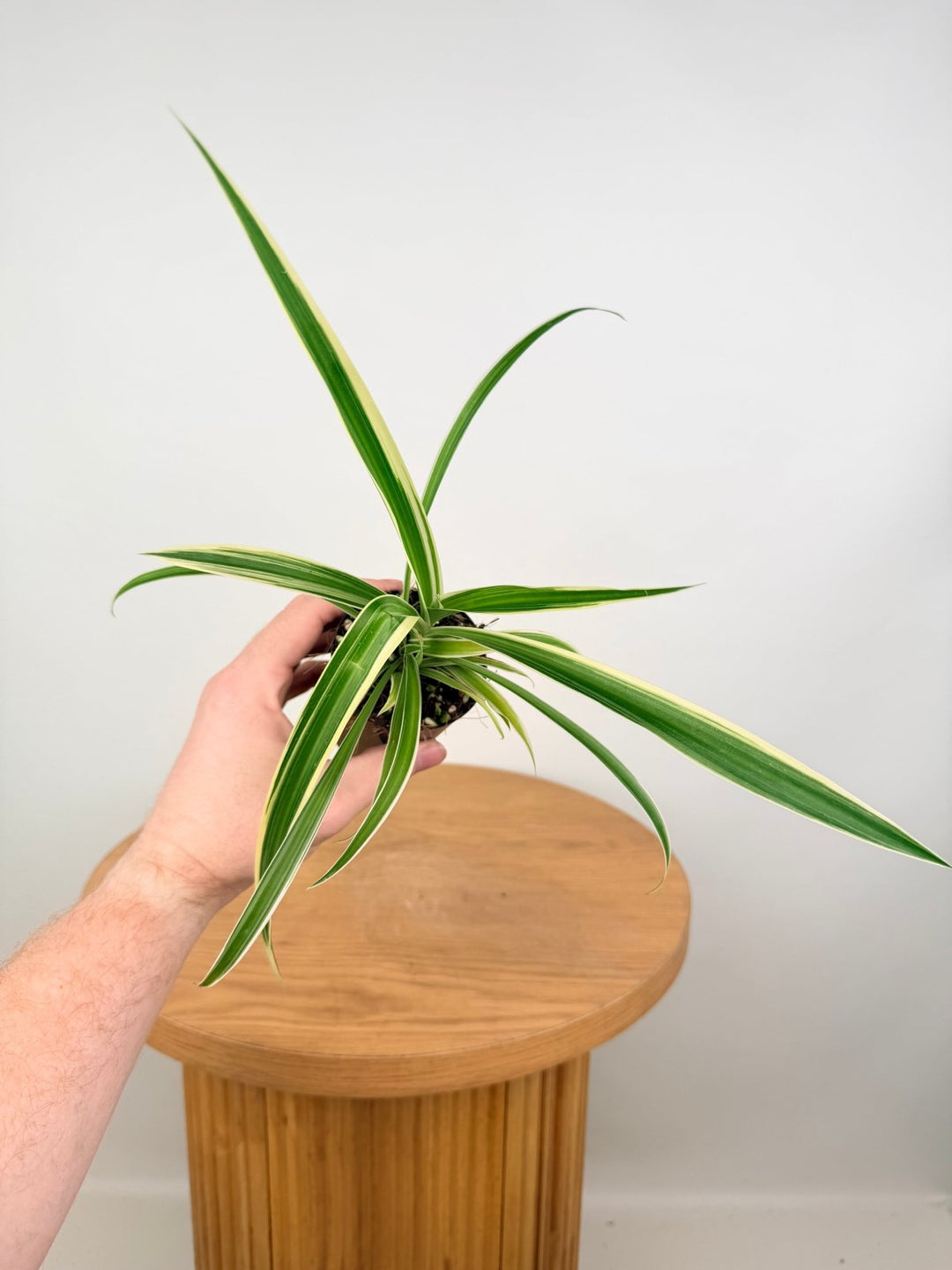 Chlorophytum Comosum Variegatum - Spider Plant - Outside Variegated | Uprooted