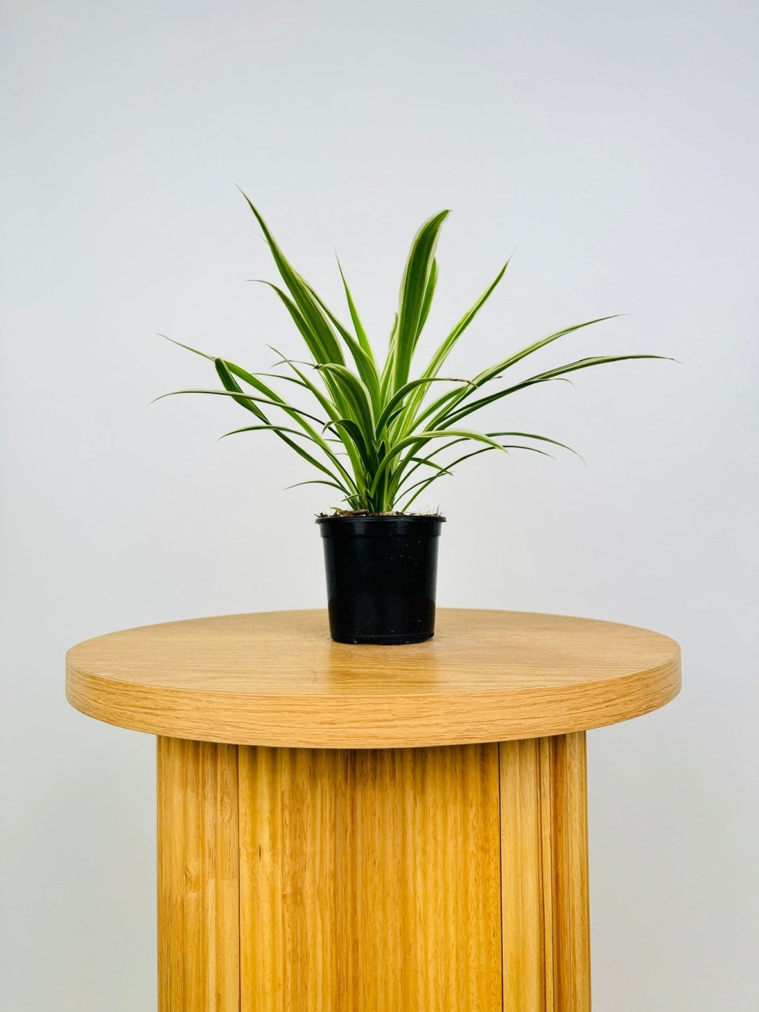 spider plant stand Chlorophytum Comosum Variegatum - Spider Plant - Outside Variegated | Uprooted