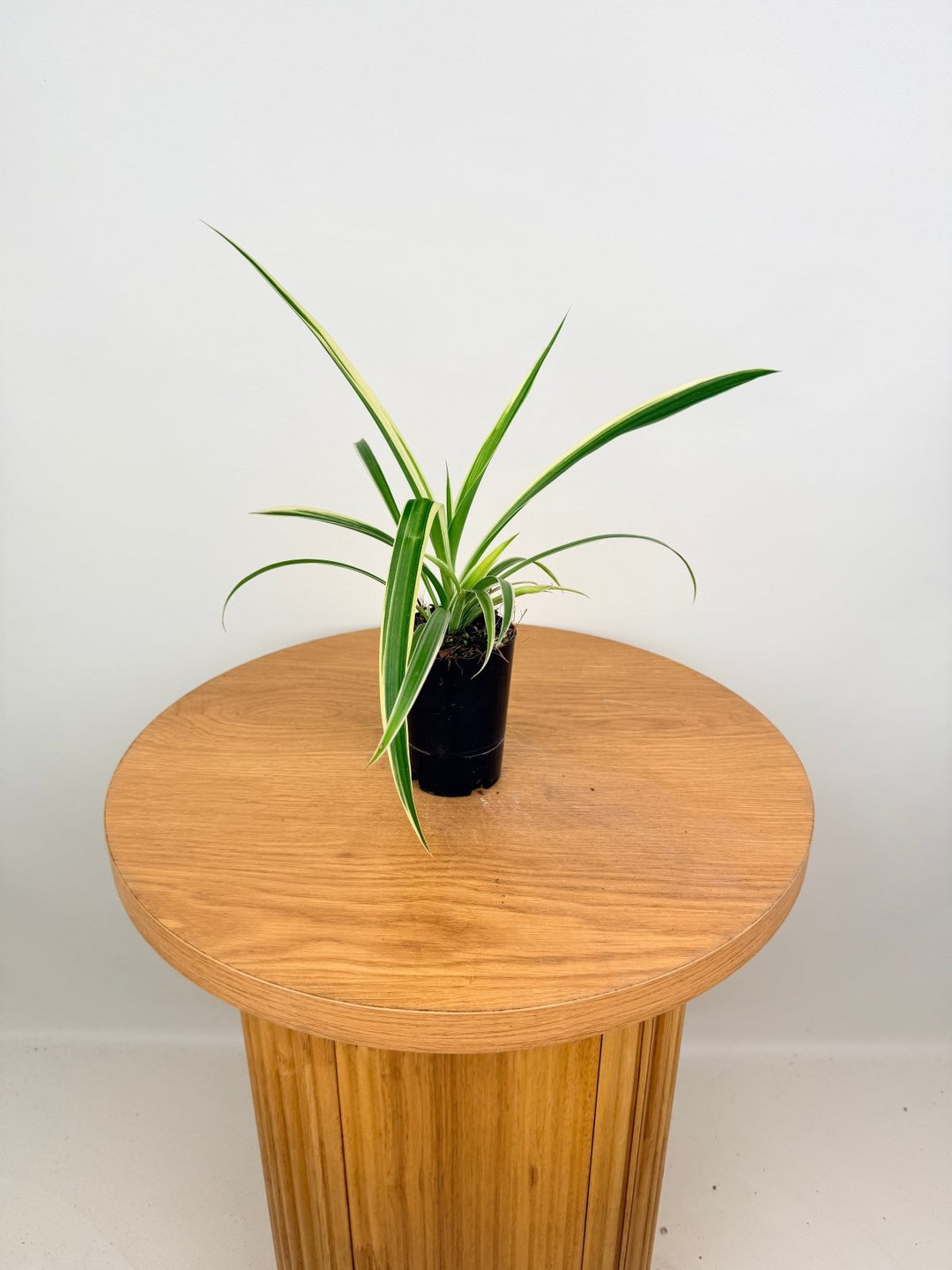 Chlorophytum Comosum Variegatum - Spider Plant - Outside Variegated | Uprooted