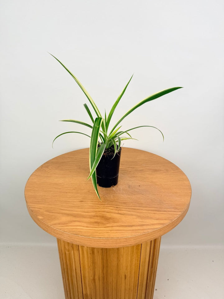 Chlorophytum Comosum Variegatum - Spider Plant - Outside Variegated | Uprooted