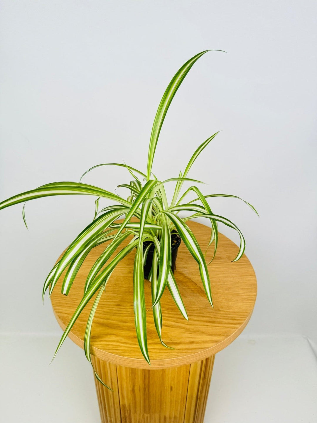 spider plant bunnings Chlorophytum Comosum Vittatum - Spider Plant - Inside Variegated | Uprooted