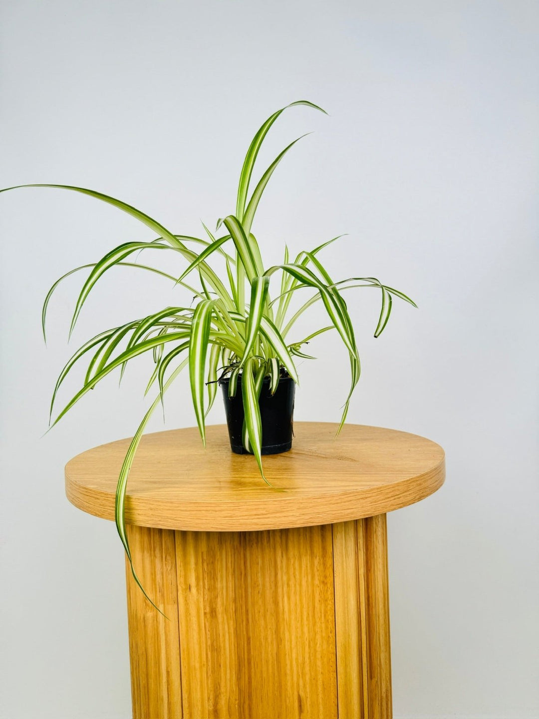 wood spider plant Chlorophytum Comosum Vittatum - Spider Plant - Inside Variegated | Uprooted