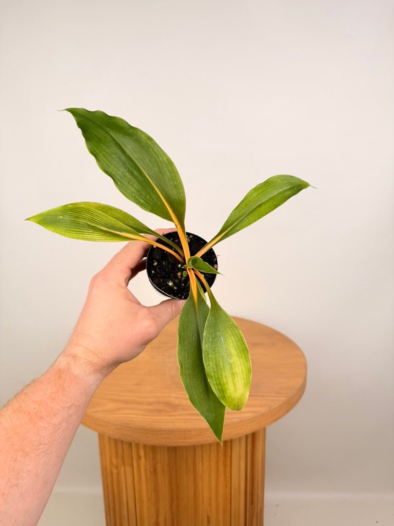 Chlorophytum Orchidastrum - Fire Flash | Uprooted