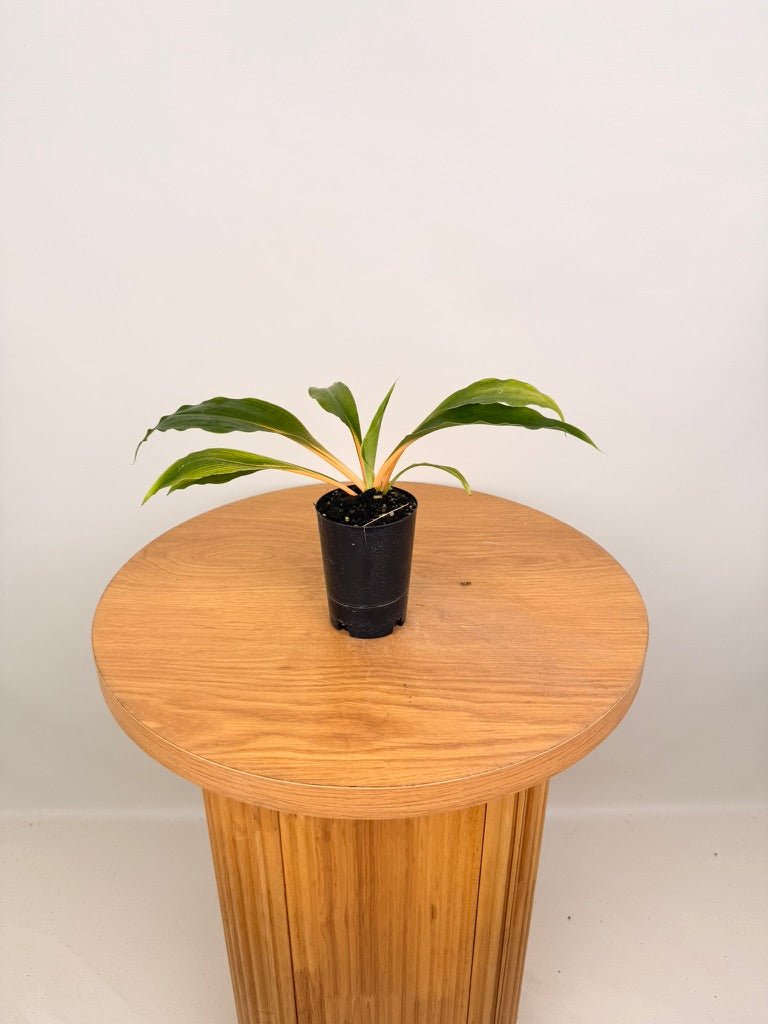 Chlorophytum Orchidastrum - Fire Flash | Uprooted