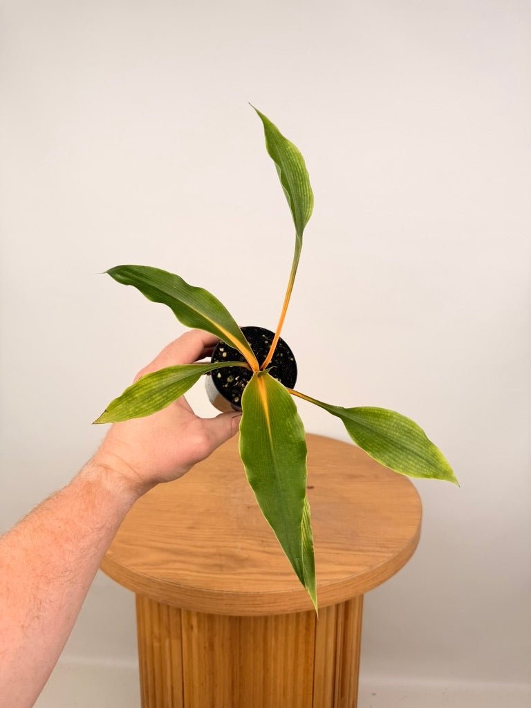 Chlorophytum Orchidastrum - Fire Flash | Uprooted