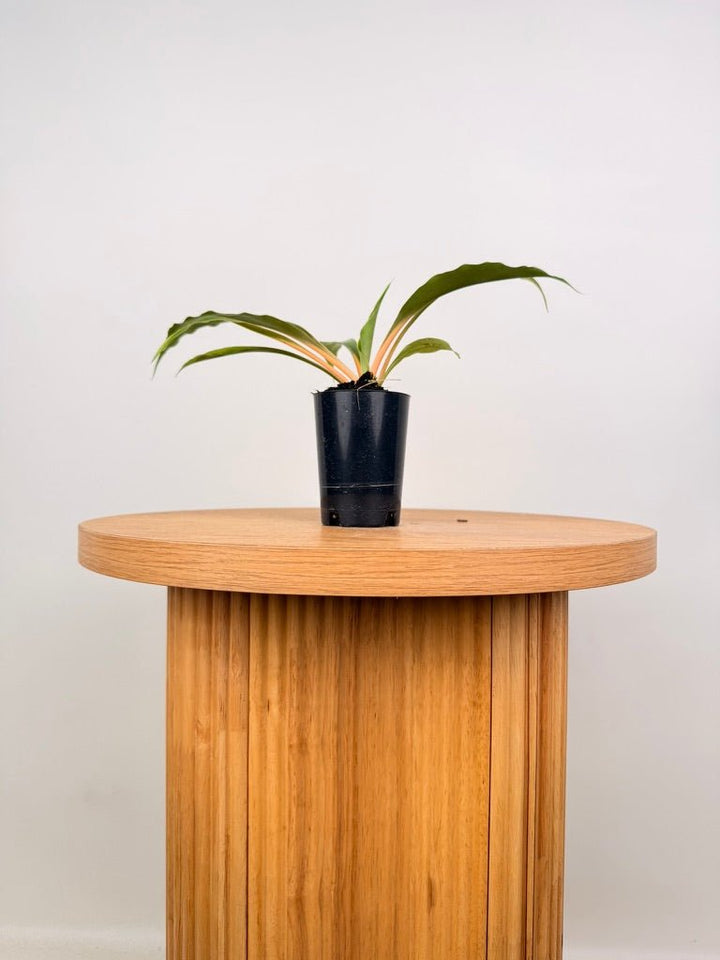 Chlorophytum Orchidastrum - Fire Flash | Uprooted