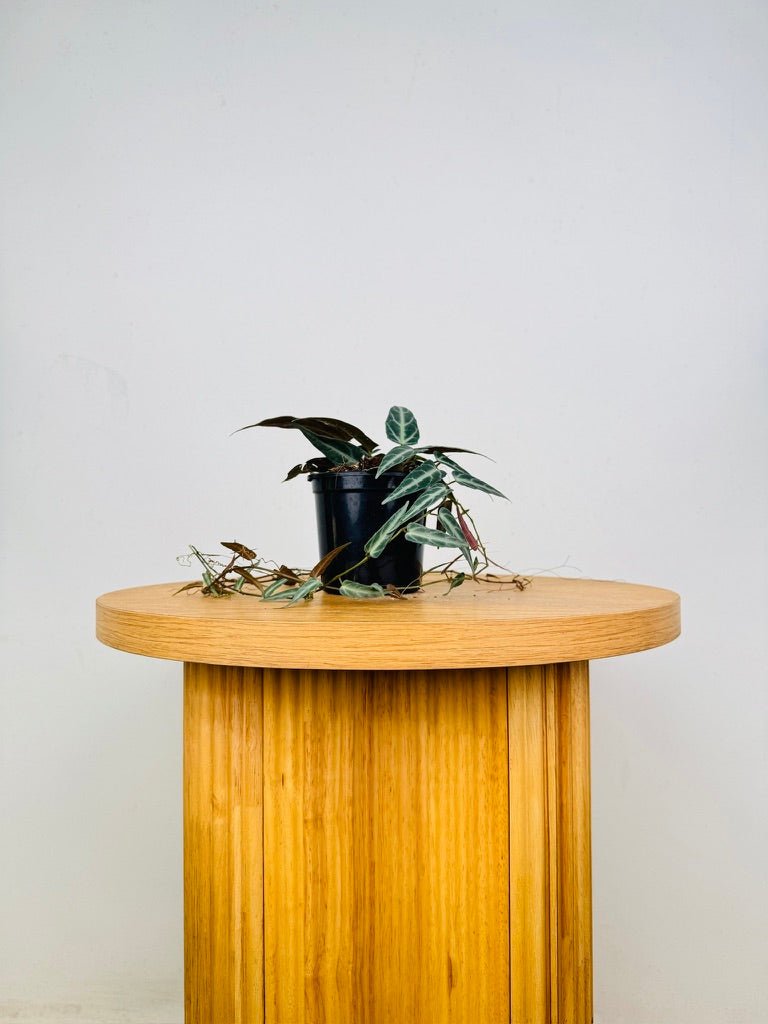 Cissus Amazonica | Uprooted