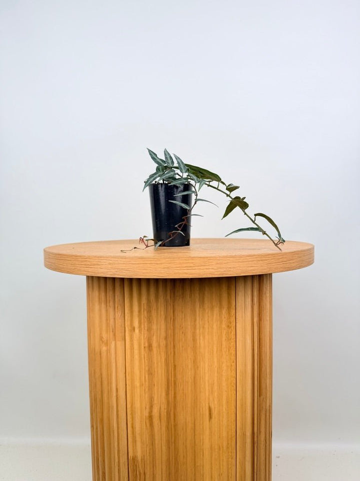 Cissus Amazonica | Uprooted