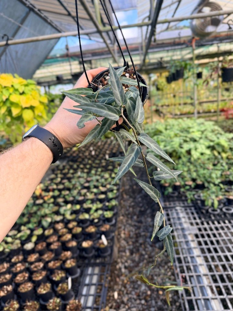 Cissus Amazonica | Uprooted
